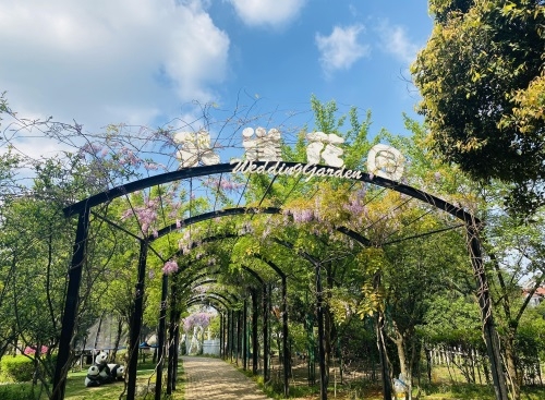 孔雀花园